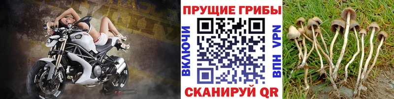 Псилоцибиновые грибы ЛСД Могоча